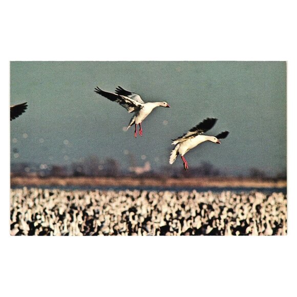 Snow Geese Wildlife Postcard DeSoto National Refuge Iowa Photography John Jave - Picture 1 of 2